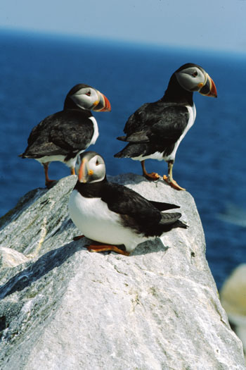 Atlantic puffins perched on a grey rock by the sea