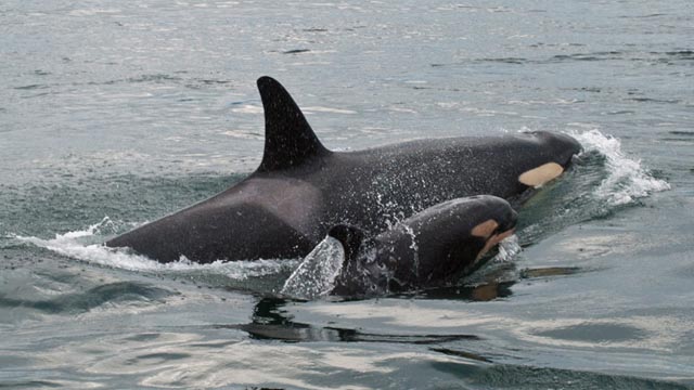 Two Southern Resident Killer Whales swimming  beside each other