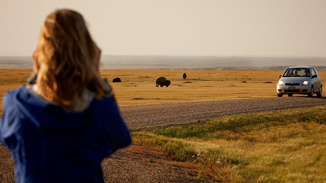 A woman watches bison in the distance roaming on prairie land at Grasslands National Park.