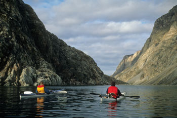 Kayaks approaching narwhals in an inlet.