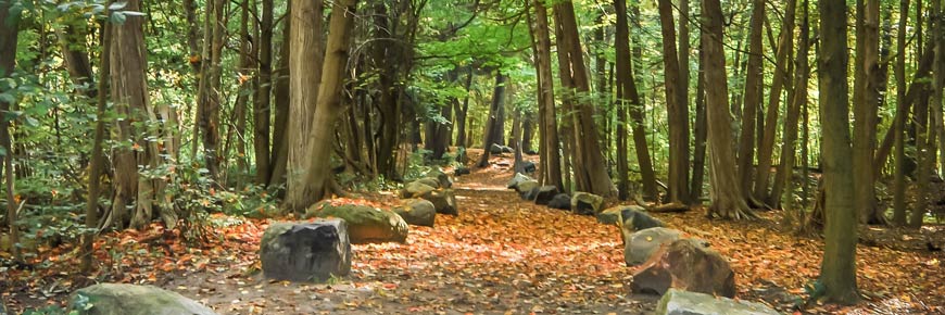 A forest path bordered by large rocks.