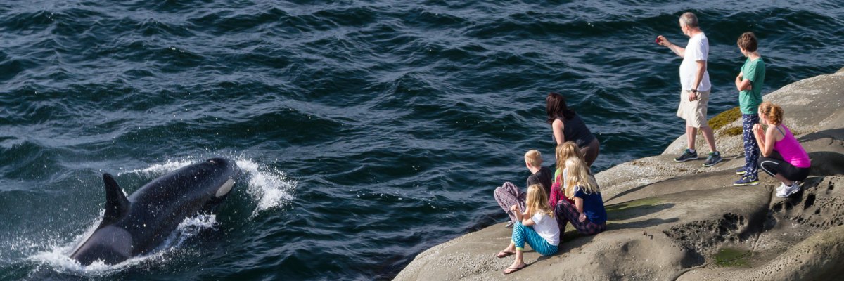 Visitors watching killer whales from a rock cape.