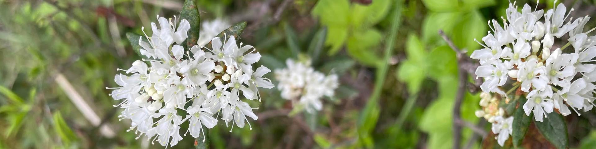 A close up image of a Muskeg tea plant nestled amongst some other greenery and plants.