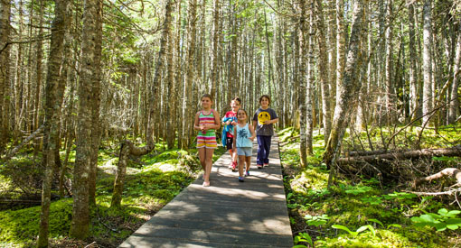 Visitors taking a stroll in the boreal forest on a wooden boardwalk on Île Quarry.