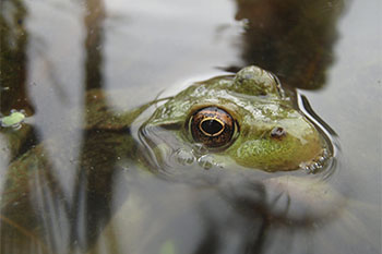 A frog in the water. 