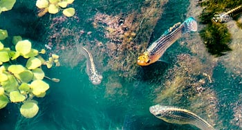 4 small fish swimming in water at the lower boardwalk