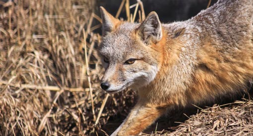 A close up shot of a Swift Fox