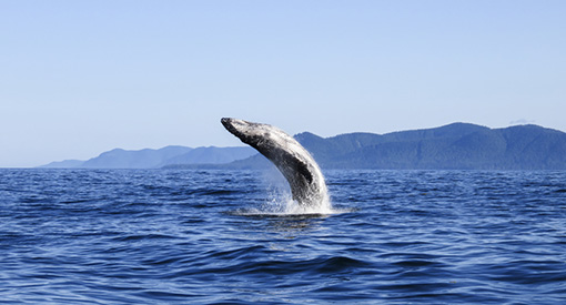 A whale jumping out of the water