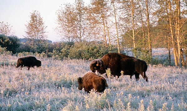 Three Plains bisons in a field