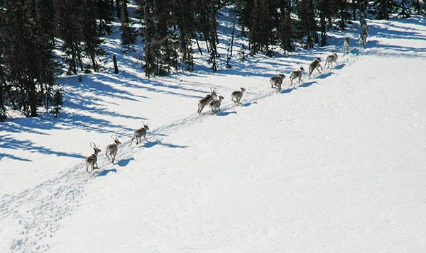 Caribou herd ruuning in a snowy field