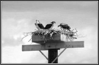 Osprey Nest at Upper Nicholson’s Lock