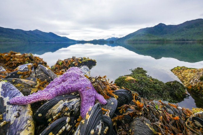 A large purple starfish is exposed at low tide, along with mussels and kelp. 